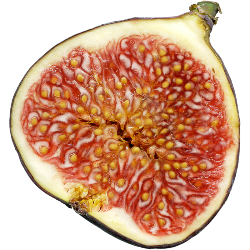 Common Fig Seeds Ficus Carica Price 1 95