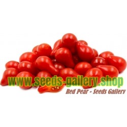 Red Pear Kruska Paradajz Seme