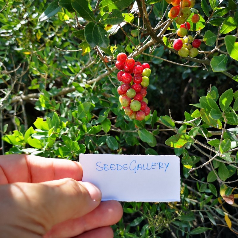 Common Smilax, Rough Bindweed Seeds (Smilax aspera) | 2,05 €