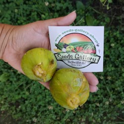 Giant White fig seeds from...