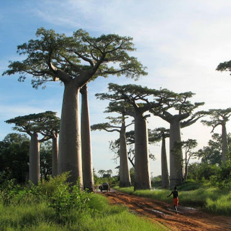 Baobab eller apbrödsträdet Frön (Adansonia digitata)