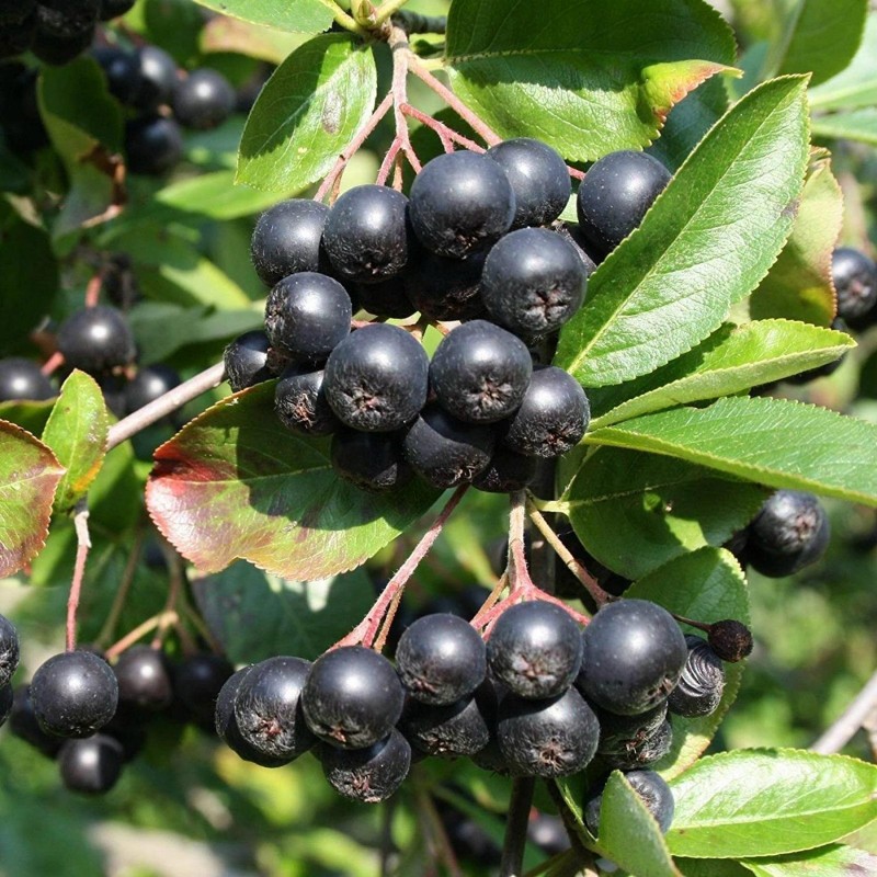 1000 Seeds Chokeberry (Aronia melanocarpa) | €11.00