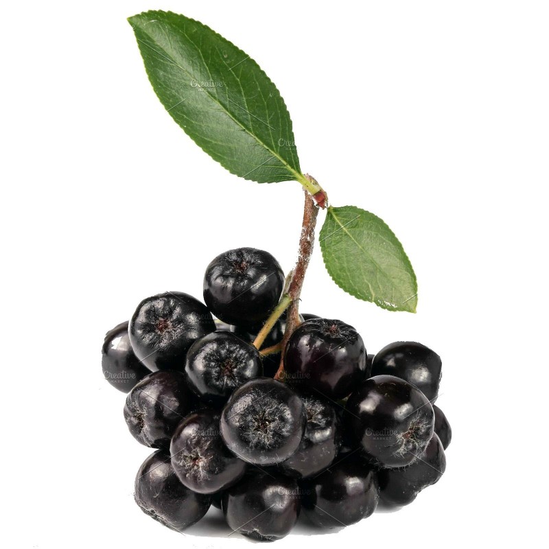 50 Graines Aronia Noir 'Aronia melanocarpa' Black Chokeberry seeds 