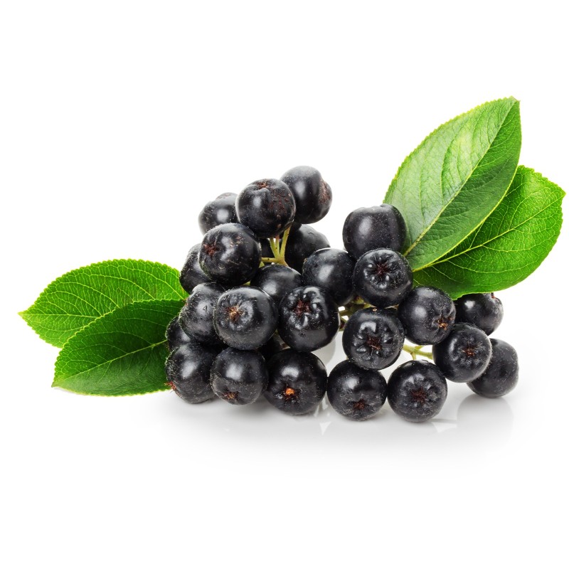 1000 Seeds Chokeberry (Aronia melanocarpa) | €11.00