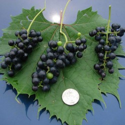 Wild Grape Seeds (Vitis spp.)