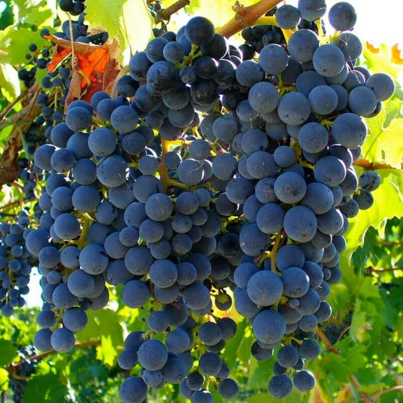 Semi di uva selvatica (Vitis spp.) | 1,55 €