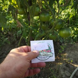Flavour Excellent Tomato Black Russian Giant 200 Seeds 