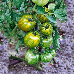 Smarald domates tohumları