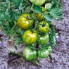 Semillas de tomate Smarald | 2,25 €