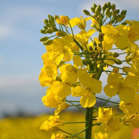 Price: €1.15 - Rapeseed seeds (Brassica napus subsp. napus) -  - 1
