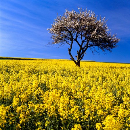 Price: €1.15 - Rapeseed seeds (Brassica napus subsp. napus) -  - 2