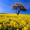 Price: €1.15 - Rapeseed seeds (Brassica napus subsp. napus) -  - 2