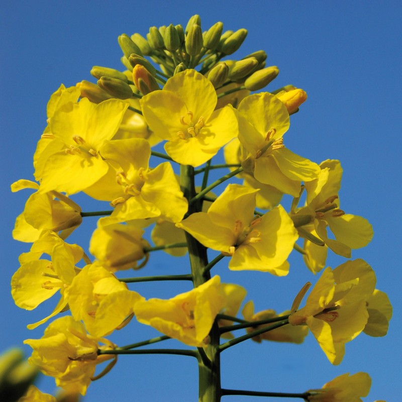 Price: €1.15 - Rapeseed seeds (Brassica napus subsp. napus) -  - 3