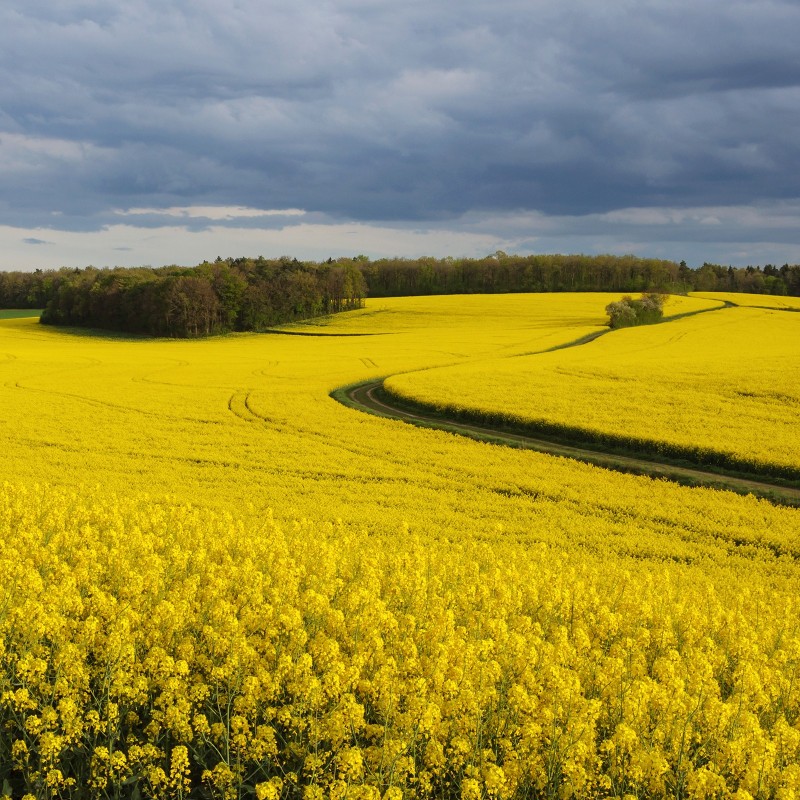 Price: €1.15 - Rapeseed seeds (Brassica napus subsp. napus) -  - 4