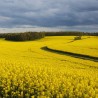 Price: €1.15 - Rapeseed seeds (Brassica napus subsp. napus) -  - 4