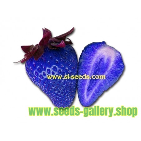 African Blue Strawberries Seeds