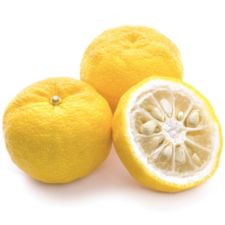 Yuzu Zitrone Samen Winterhart bis -20°C (Citrus junos) | 4,15 €