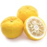Graines de Yuzu -20 ° C (Citrus junos) | 4,15 €