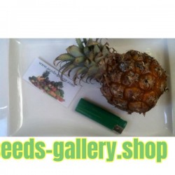 Ananas nanus 'Miniature Pineapple' Seeds