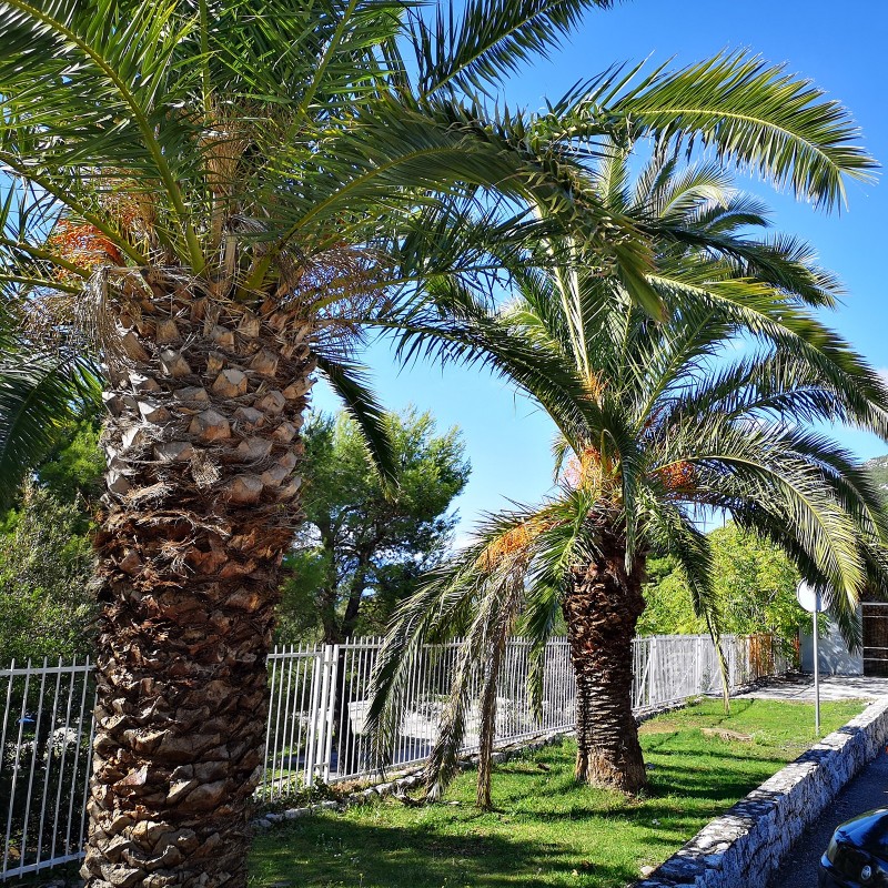 Semillas de Palmera Canaria o Palma Canaria | 2,75 €