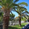 Semillas de Palmera Canaria o Palma Canaria | 2,75 €