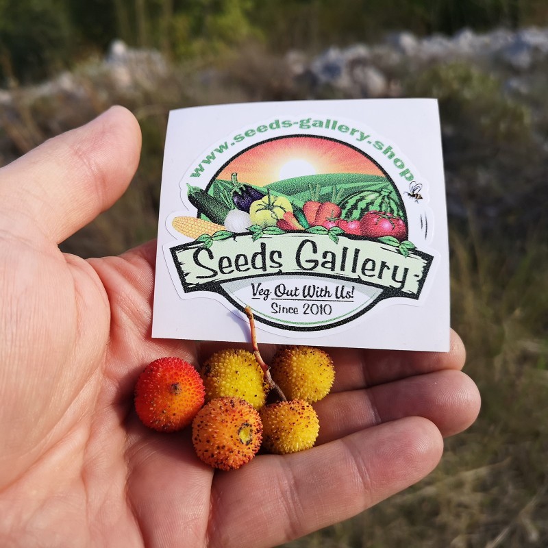 Maginja, Jagoda Drvo Seme (Arbutus Unedo) | 1,65 €