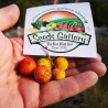 Semințe de căpșuni (Arbutus Unedo) | 1,65 €
