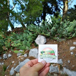 Magok Opuntia robusta
