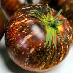 Mörk Galaxy tomatfrön (Dark...
