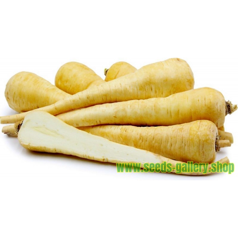 Long White Smooth Parsnip 10.000 Seeds