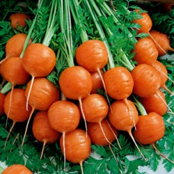 Karottensamen Pariser Markt