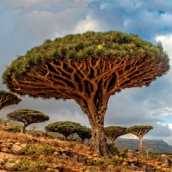 Canary Islands dragon tree...