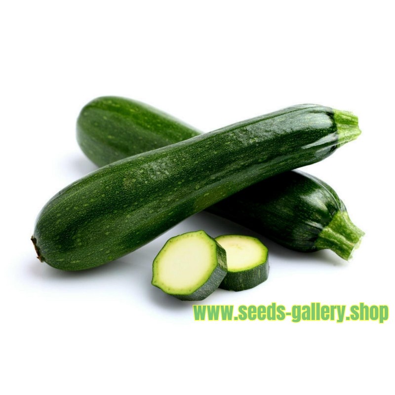 All Green Bush Courgette Seeds