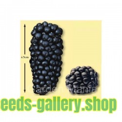 Black Mulberry Seeds