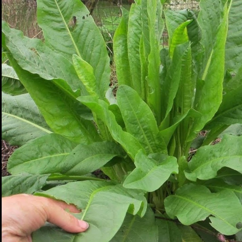 Price: €2.45 - Semillas hierba de la paciencia (Rumex patientia) -  - 1