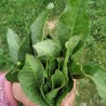 Price: €2.45 - Semillas hierba de la paciencia (Rumex patientia) -  - 4