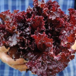 Merlot Cazard salata tohumları