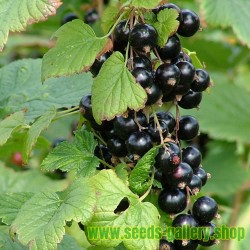 Σπόροι μαύρο Φραγκοστάφυλο (Ribes nigrum)