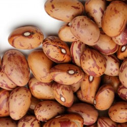Inka Bohnen Samen