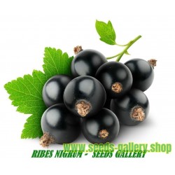 Blackcurrant Seeds (Ribes nigrum)