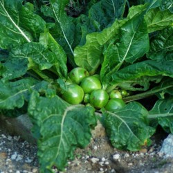 10 Graines de Mandragore 'Mandragora autumnalis' Mediterranean Mandrake seeds 