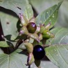 Pokrzyk wilcza jagoda nasion (Atropa belladonna)