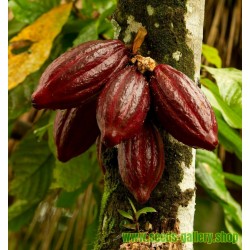 Cacao Tree Seeds (Theobroma cacao)