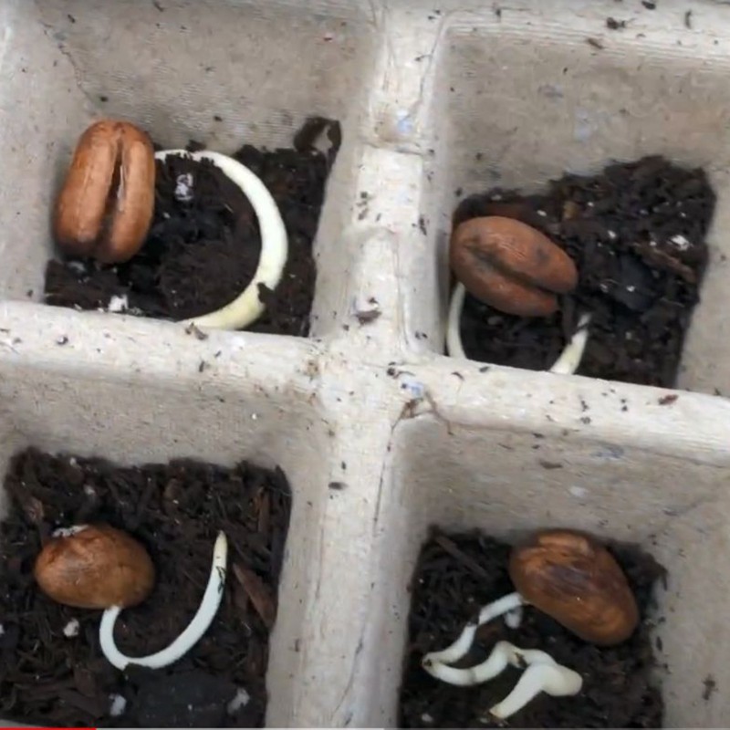 Semillas de Palmera Canaria o Palma Canaria | 2,75 €