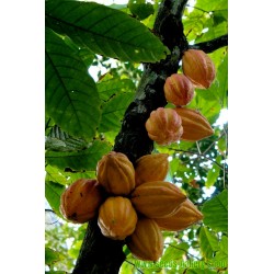 Kakaovac - Kakao Seme