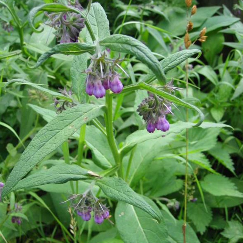 Frön Vallört - Symphytum officinale | 2,45 €