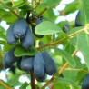 Blaue Heckenkirsche Samen (Lonicera caerulea) | 3,00 €