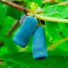 Blaue Heckenkirsche Samen (Lonicera caerulea) | 3,00 €