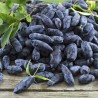 Blaue Heckenkirsche Samen (Lonicera caerulea) | 3,00 €