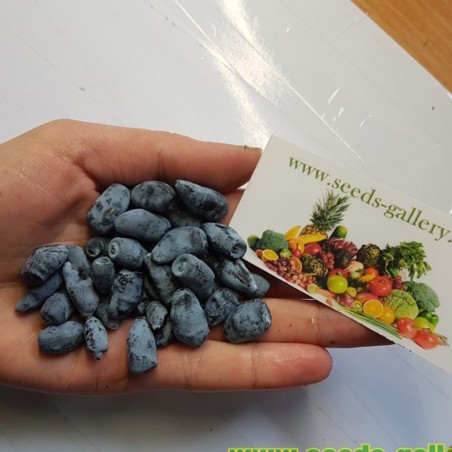 Blaue Heckenkirsche Samen (Lonicera caerulea) | 3,00 €